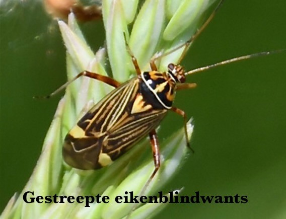 Insecten langs het Pad