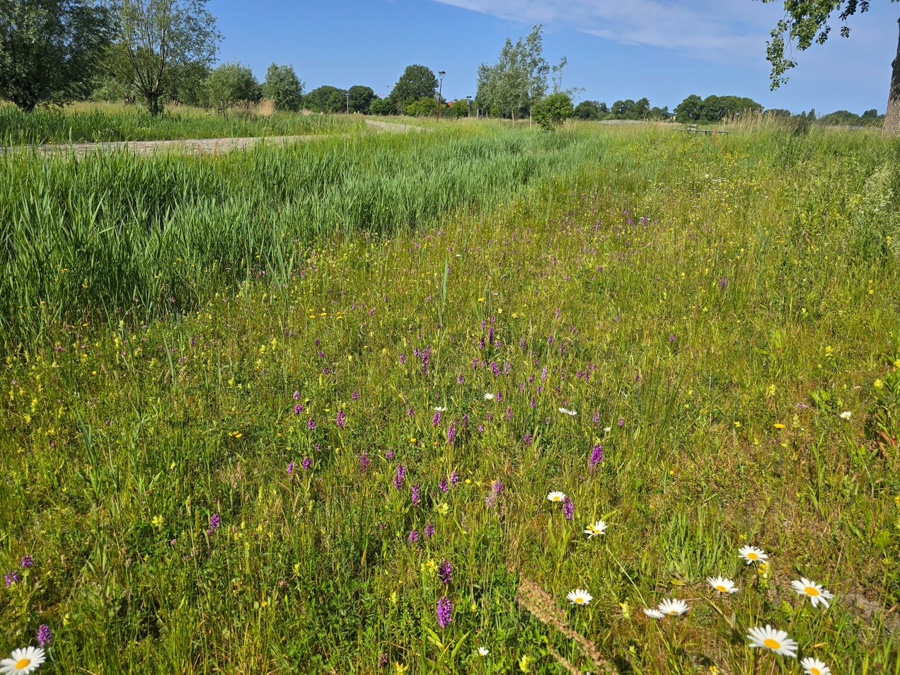 Bloemenpracht